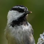 Chickadee.jpg
