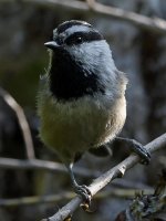 Chickadee7.jpg