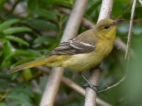 Oriole.JPG