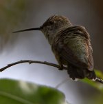 Hummer.jpg