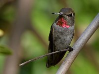 Hummer5.jpg