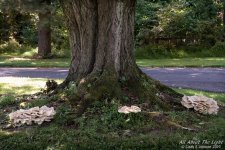 _10K1123. low re.jpg