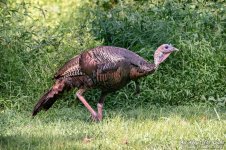 _NIK1005 low res.jpg