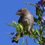 Sparrow3.jpg