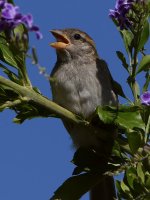 Sparrow4.jpg