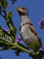 Sparrow5.jpg