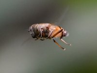 HoverFly.jpg