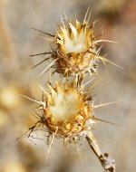 _ROY0087_00001_01.jpg