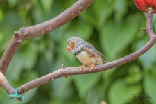 _IVA9303_DxO-1.jpg
