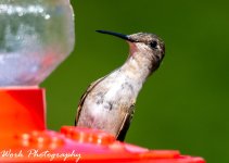 hummers-0725.jpg