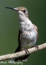 hummers-0718.jpg