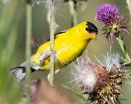 Goldfinch-475.jpg