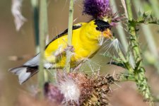 Goldfinch-476.jpg