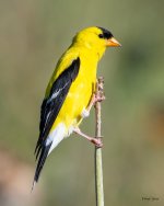 Goldfinch-477.jpg
