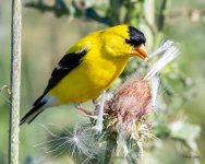 Goldfinch-478.jpg