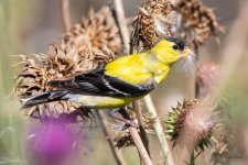 Goldfinch-480.jpg