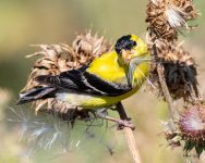 Goldfinch-481.jpg