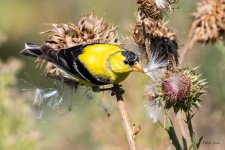 Goldfinch-482.jpg