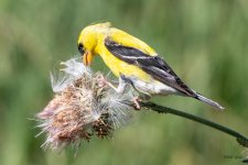 Goldfinch-483.jpg