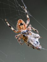 Spider.jpg