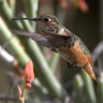 Hummer66.jpg