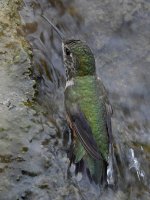Hummer6.jpg
