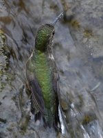 Hummer7.jpg
