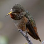 Hummer37.jpg