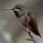 Hummer40.jpg
