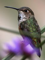 Hummer45.jpg