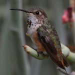 Hummer50.jpg