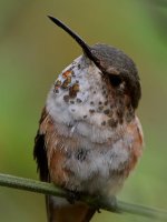 Hummer56.jpg