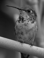 HummerBW.jpg