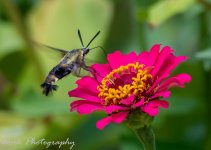 Butterflies-0752.jpg