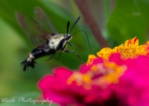 Butterflies-0756.jpg