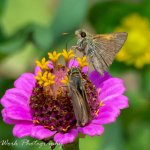 Butterflies-0772.jpg