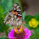 Butterflies-0761-2.jpg