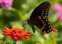 Butterflies-7893.jpg