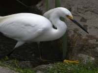 Egret.jpg