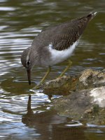Sandpiper5.jpg