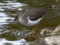 Sandpiper4.jpg