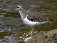 Sandpiper8.jpg