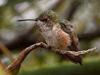 Hummer2.jpg