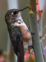 Hummer9.jpg