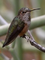 Hummer18.jpg