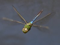 DragonFly.jpg