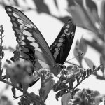 SwallowtailBW.jpg