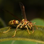 Wasp5.jpg