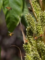 Bees4.jpg