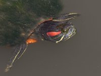 Turtle3.jpg
